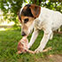 Pet Food & Treats