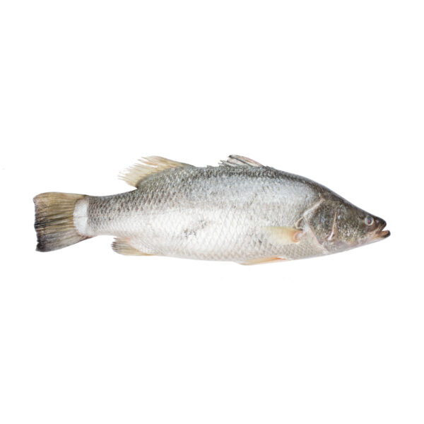 Whole Barramundi | Sutcliffe Meats | Quality Seafood